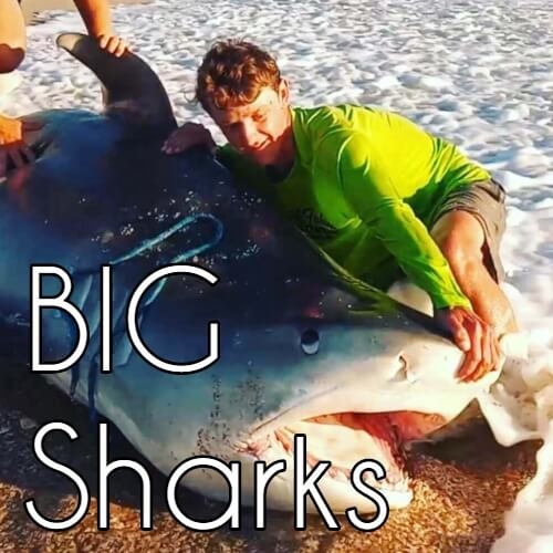 Big Sharks